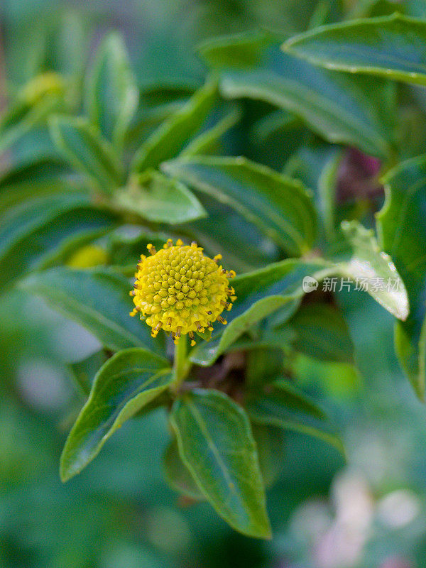 一种智利灌木木的单花序和叶子(Podanthus mitiqui)